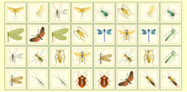 Biologiememory Übersicht Insekten